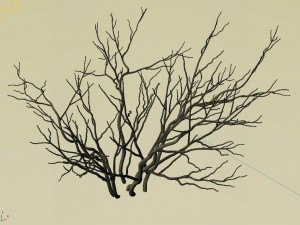 mountain plants - shrubs 01 3D 모델