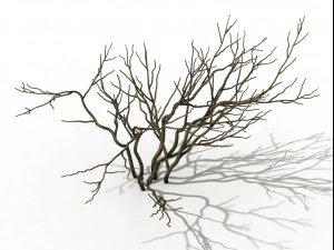 mountain plants - shrubs 02 3D Model