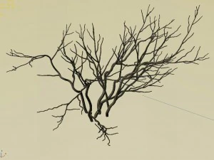 mountain plants - shrubs 02 3D Model