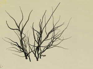 mountain plants - dry shrubs 03 3D Model