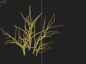 mountain plants - shrubs 04 3Dモデル