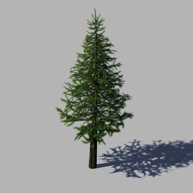 woods - fir tree 01 Modelo 3D .c4d .max .obj .3ds .fbx .stl .blend 