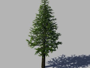 woods - fir tree 01 3D 모델