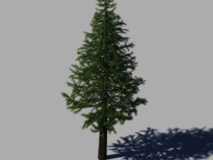 woods - fir tree 01 Modelo 3D