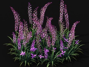 shanglin yuan - plant - flower 01 3D Model