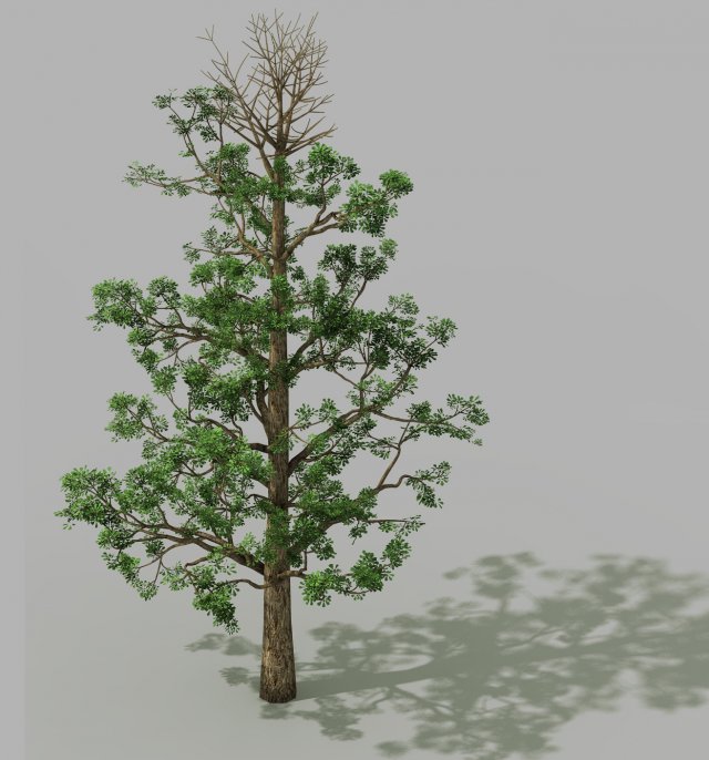 shanglin yuan - plant - broadleaf tree 01 Model 3D .c4d .max .obj .3ds .fbx .stl .blend 