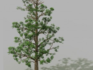 shanglin yuan - plant - broadleaf tree 01 3D Модель