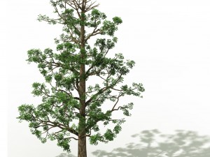 shanglin yuan - plant - broadleaf tree 01 Model 3D