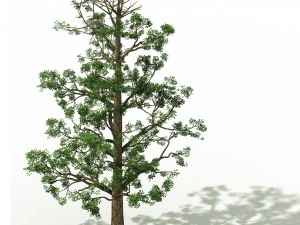 шанлінь юань - рослина - широколисте дерево 01 3D Модель