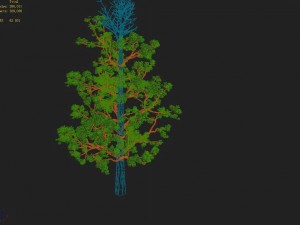 shanglin yuan - plant - broadleaf tree 01 Model 3D