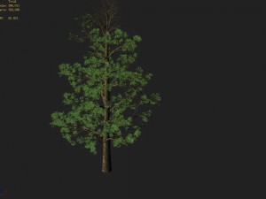 shanglin yuan - plant - broadleaf tree 01 Model 3D