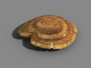 hundred thousand mountains - ganoderma lucidum 01 3D Model