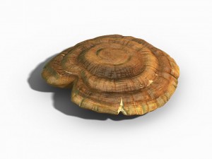 hundred thousand mountains - ganoderma lucidum 01 Modèle 3D