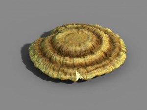 hundred thousand mountains - ganoderma lucidum 01 Modèle 3D