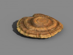 hundred thousand mountains - ganoderma lucidum 01 Modèle 3D