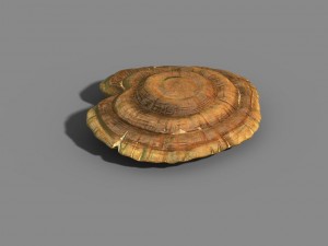 hundred thousand mountains - ganoderma lucidum 01 Modèle 3D
