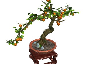 indoor - potted plants - plants 01 Model 3D