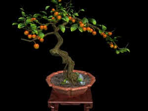 indoor - potted plants - plants 01 Model 3D