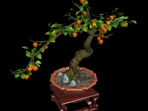 indoor - potted plants - plants 01 Model 3D