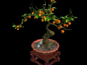 indoor - potted plants - plants 01 Model 3D