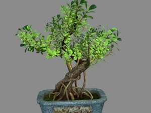 indoor - potted - plants 03 3D-Modell