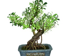 indoor - potted - plants 03 Modelo 3D