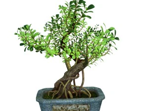 i&ccedil; mekan - saksı - bitkiler 03 3D Model