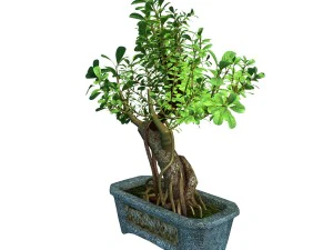 i&ccedil; mekan - saksı - bitkiler 03 3D Model