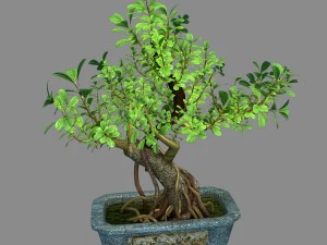 i&ccedil; mekan - saksı - bitkiler 03 3D Model