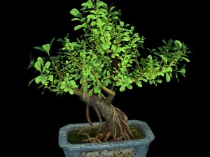 i&ccedil; mekan - saksı - bitkiler 03 3D Model