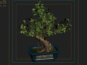 indoor - potted - plants 03 Modelo 3D