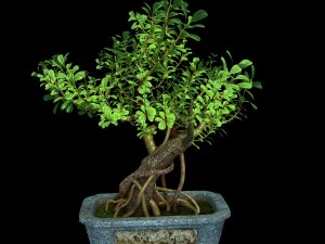 i&ccedil; mekan - saksı - bitkiler 03 3D Model