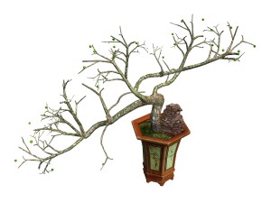 indoor - potted plants - plants 05 3D 模型