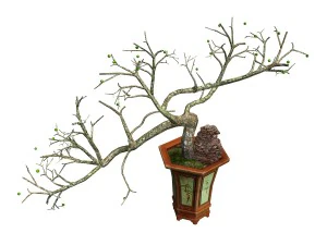 indoor - potted plants - plants 05 3D Model