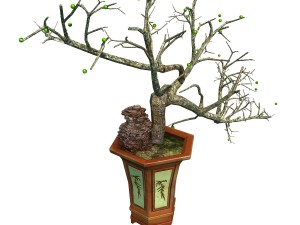 indoor - potted plants - plants 05 3D 模型