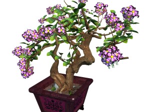 indoor - potted - plants 06 Model 3D