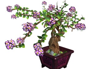 indoor - potted - plants 06 Model 3D