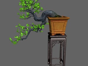 indoor - potted plants - plants 011 Modello 3D