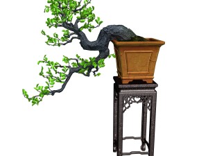 indoor - potted plants - plants 011 3D 모델