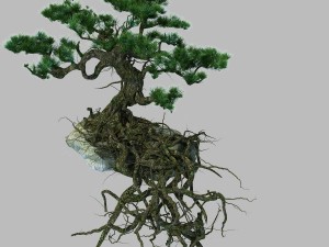 woods - plants - pine 23 3D Модель