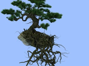 woods - plants - pine 23 Model 3D