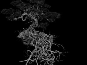 woods - plants - pine 23 Model 3D
