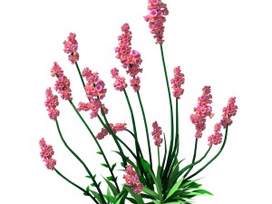 crystal marsh - shrubs 01 Modèle 3D