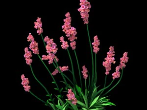crystal marsh - shrubs 01 3D Model