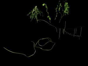 death swamp - vines 113 Modello 3D