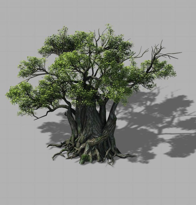 songshan - plants - old trees 01 3Dモデル .c4d .max .obj .3ds .fbx .stl .blend 