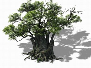 songshan - plants - old trees 01 3Dモデル