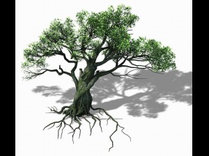 songshan - plants - old trees 02 3D Model