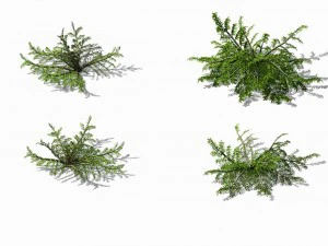songshan - plants - small plants 3D Model