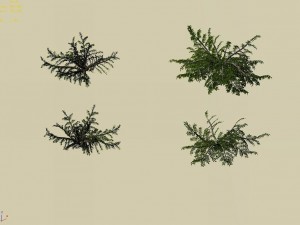 songshan - plants - small plants Model 3D